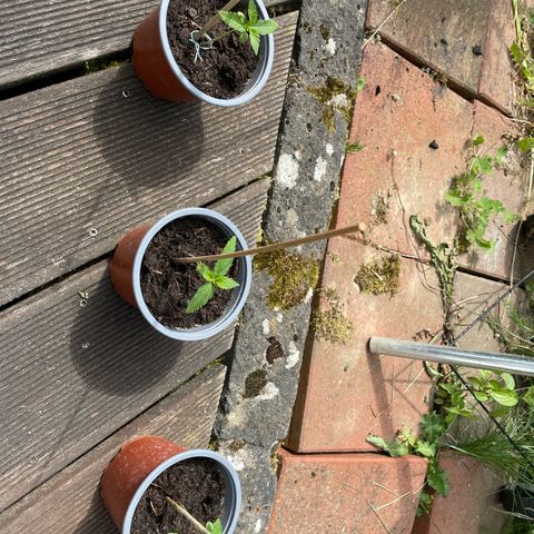 Royal Runtz growlog timeline photo