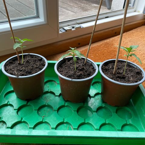 Royal Runtz growlog timeline photo