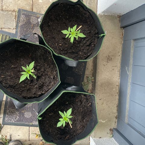 Royal Runtz growlog timeline photo