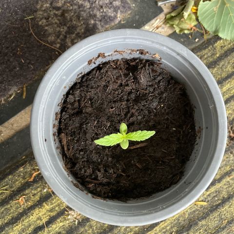 Cookies Gelato Automatic growlog timeline photo