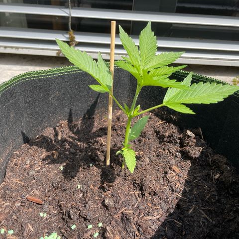 Royal Runtz growlog timeline photo