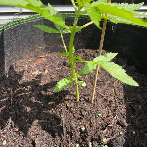 Royal Runtz growlog timeline photo