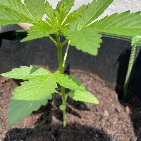 Royal Runtz growlog timeline photo