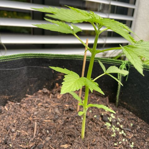 Royal Runtz growlog timeline photo