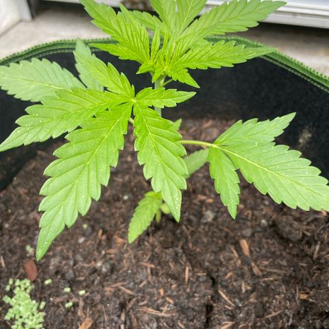 Royal Runtz growlog timeline photo