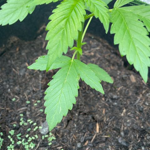 Royal Runtz growlog timeline photo