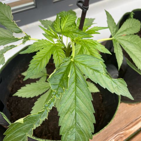 Royal Runtz growlog timeline photo