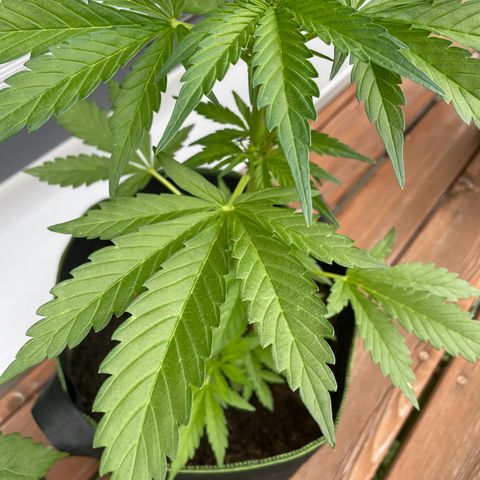Royal Runtz growlog timeline photo