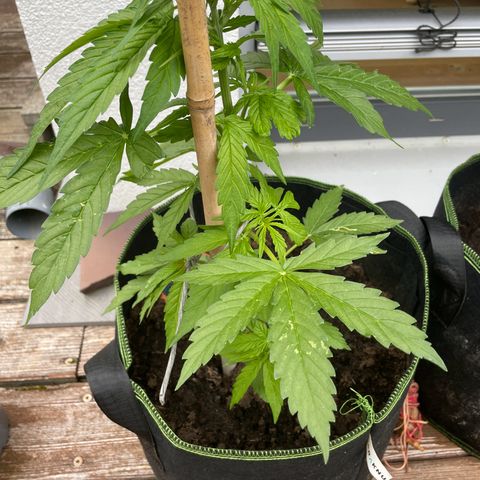 Royal Runtz growlog timeline photo