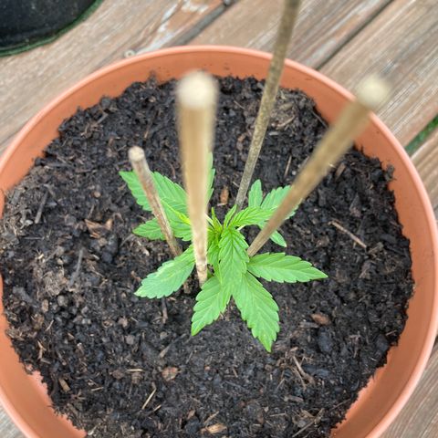 Cookies Gelato Automatic growlog timeline photo
