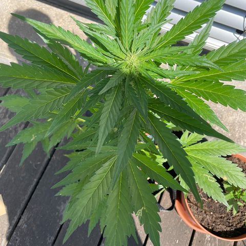 Royal Runtz growlog timeline photo
