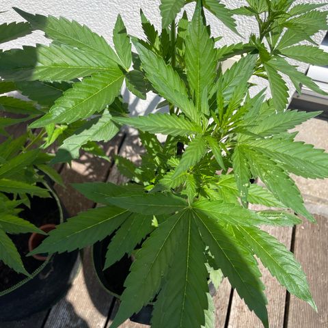 Royal Runtz growlog timeline photo