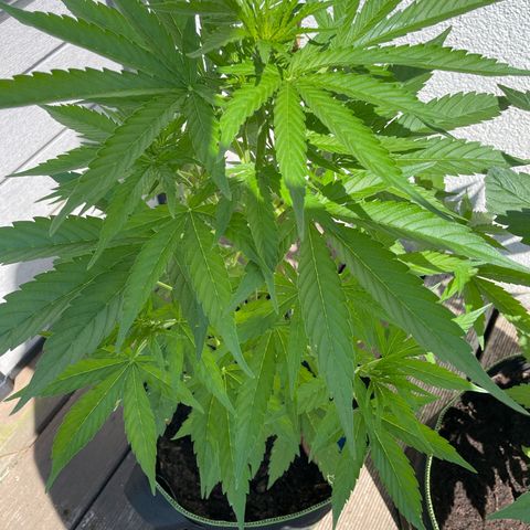 Royal Runtz growlog timeline photo