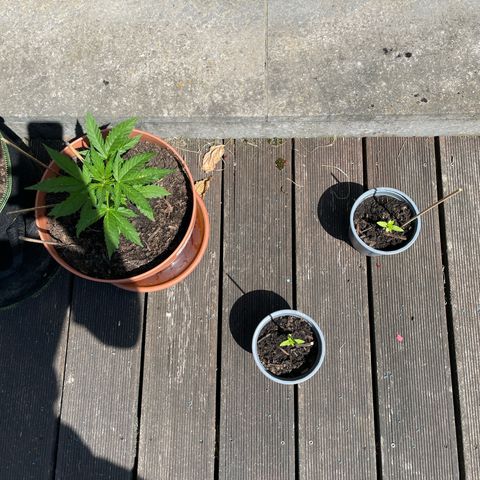 Cookies Gelato Automatic growlog timeline photo