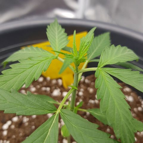 Baby Nr. 1 growlog timeline photo