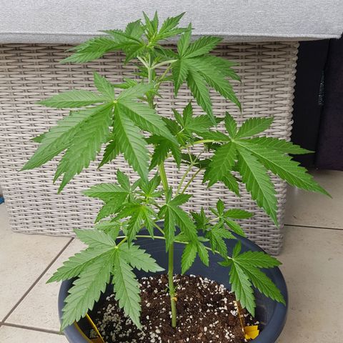Baby Nr 2 growlog timeline photo