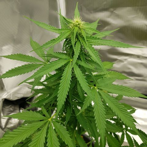 Baby Nr. 1 growlog timeline photo