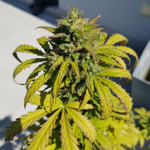 Baby Nr 2 growlog photo: Bald Erntezeit 