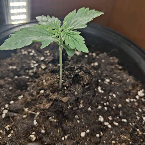 Brucy growlog timeline photo