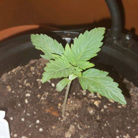 Brucy growlog timeline photo