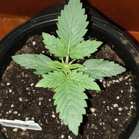 Brucy growlog timeline photo