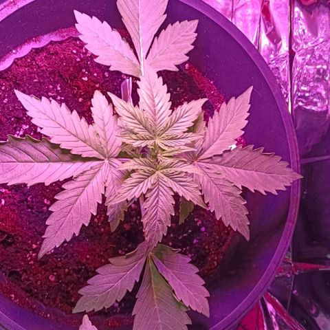 Brucy growlog timeline photo