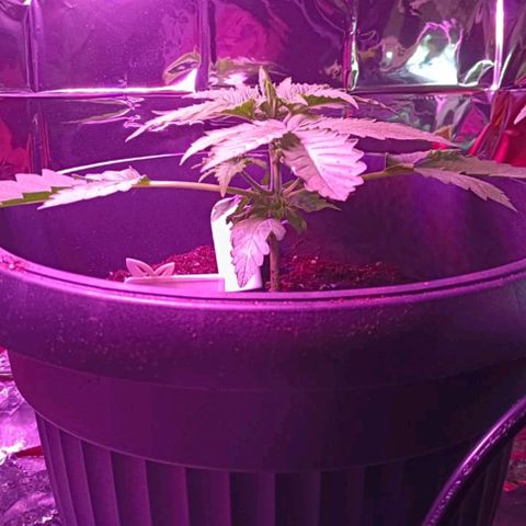 Brucy growlog timeline photo