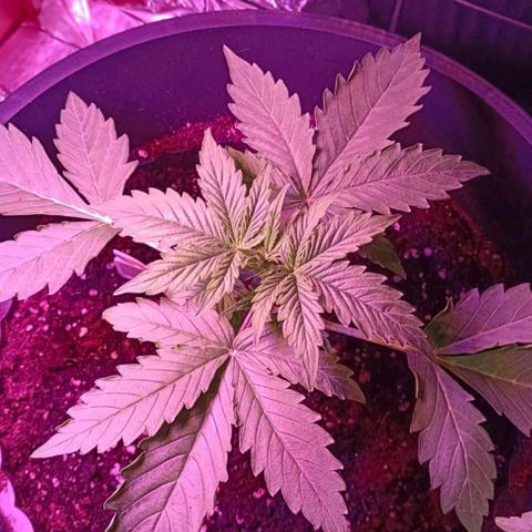 Brucy growlog timeline photo