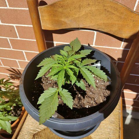 Brucy growlog timeline photo