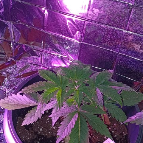 Brucy growlog timeline photo