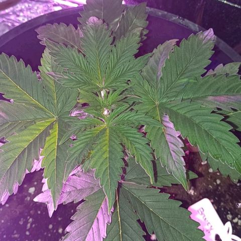 Brucy growlog timeline photo