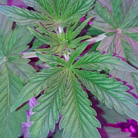 Brucy growlog timeline photo