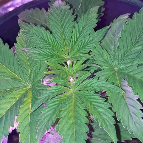 Brucy growlog timeline photo