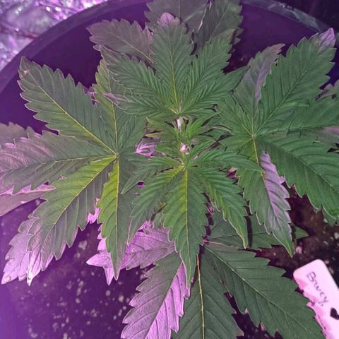 Brucy growlog timeline photo