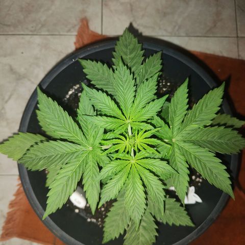 Brucy growlog timeline photo