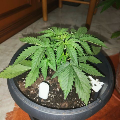 Brucy growlog timeline photo