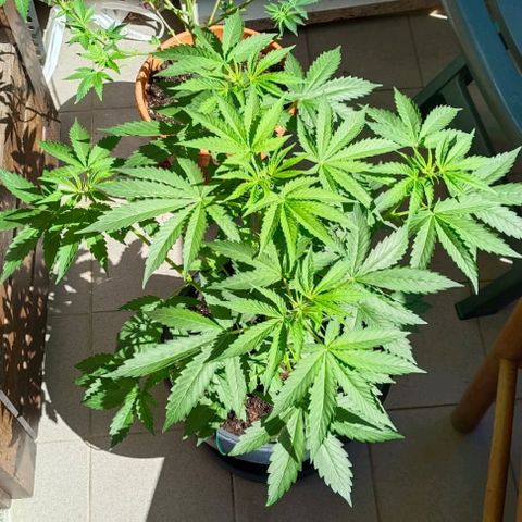 Brucy growlog timeline photo