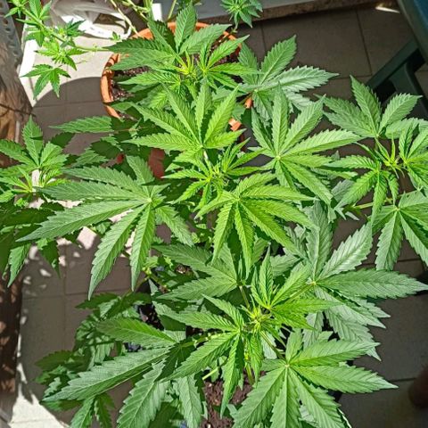 Brucy growlog timeline photo