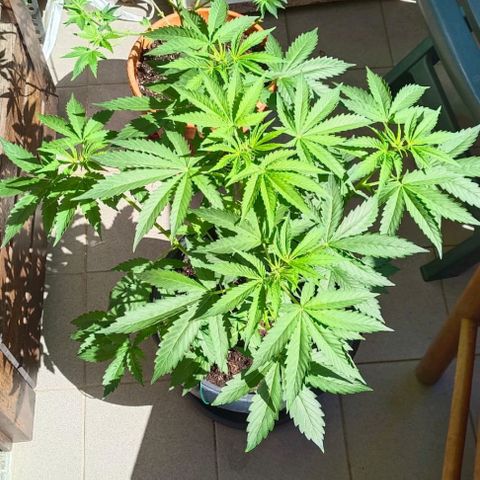 Brucy growlog timeline photo