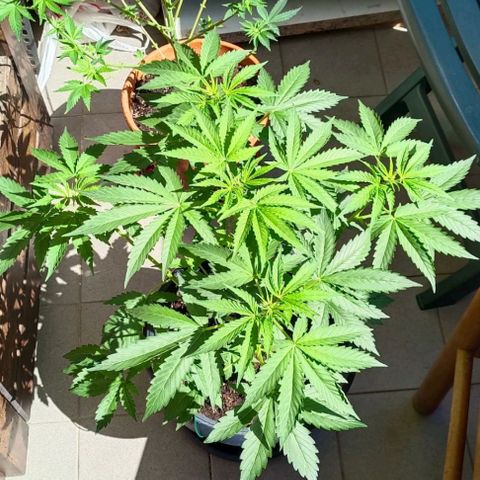 Brucy growlog timeline photo