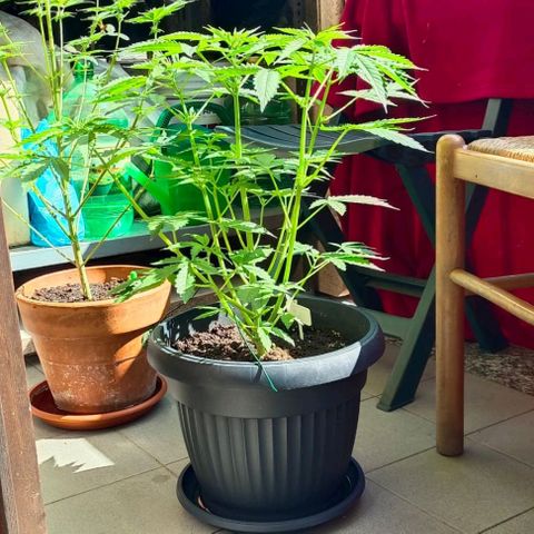 Brucy growlog timeline photo