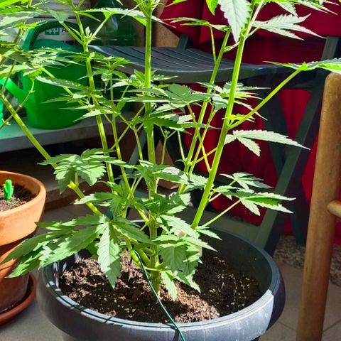 Brucy growlog timeline photo