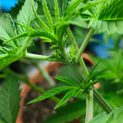 Brucy growlog timeline photo