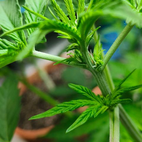 Brucy growlog timeline photo