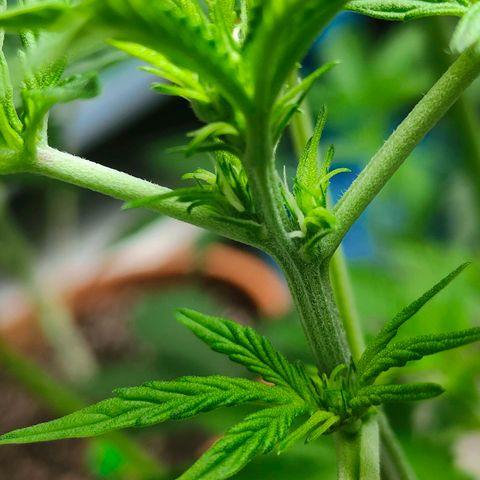 Brucy growlog timeline photo