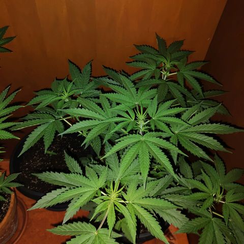Brucy growlog timeline photo