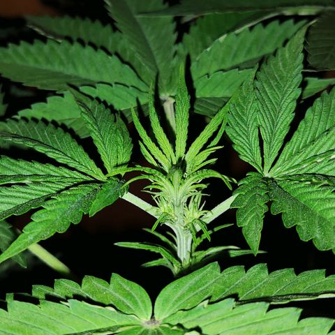 Brucy growlog timeline photo