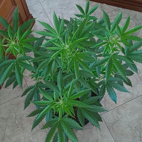 Brucy growlog timeline photo