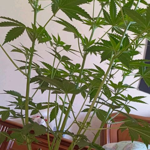 Brucy growlog timeline photo