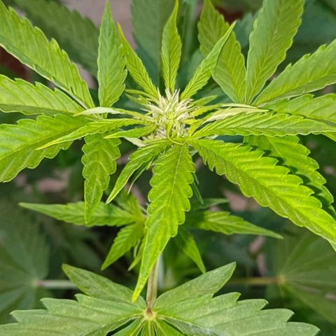 Brucy growlog timeline photo